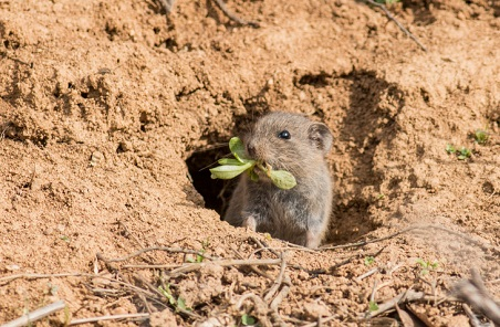 Mole Traps Compared - we review the Best, the OK, and the pointless.